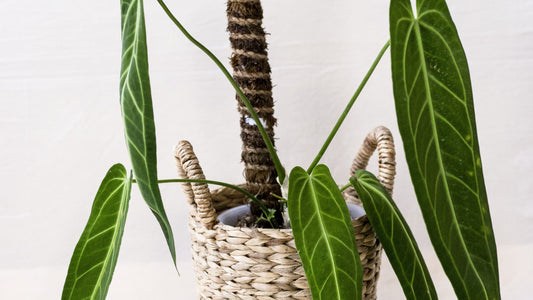 Anthurium warocquanum