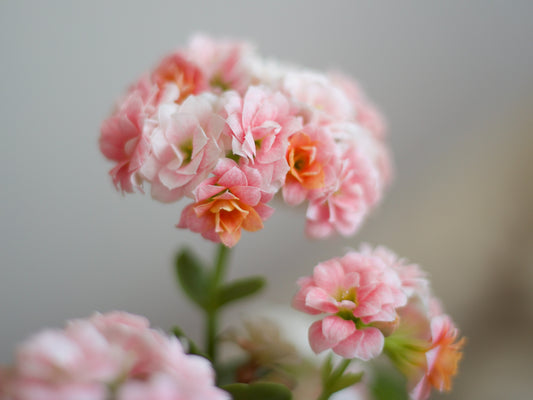 Begonia Annual Flower