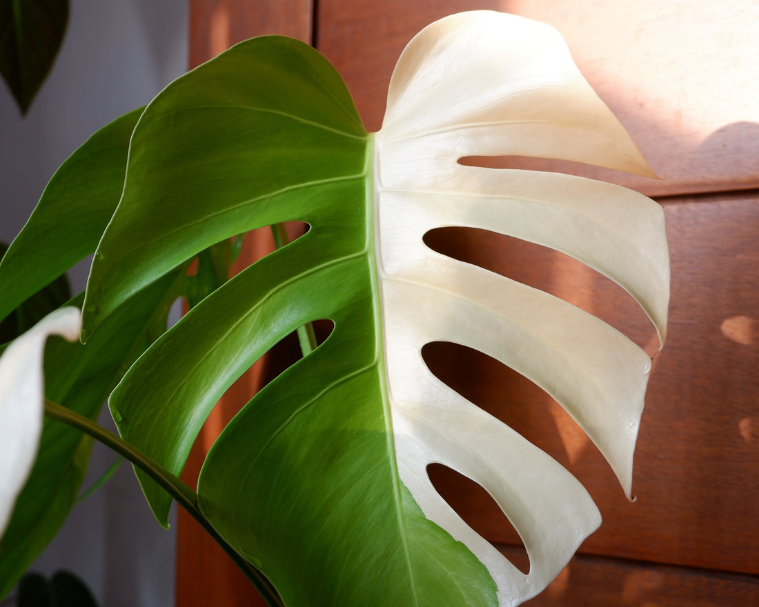 Monstera types
