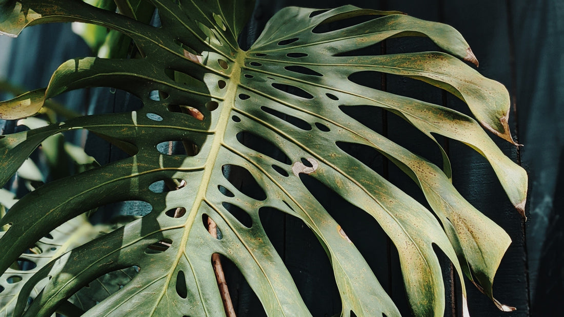 Monstera yellow leaves