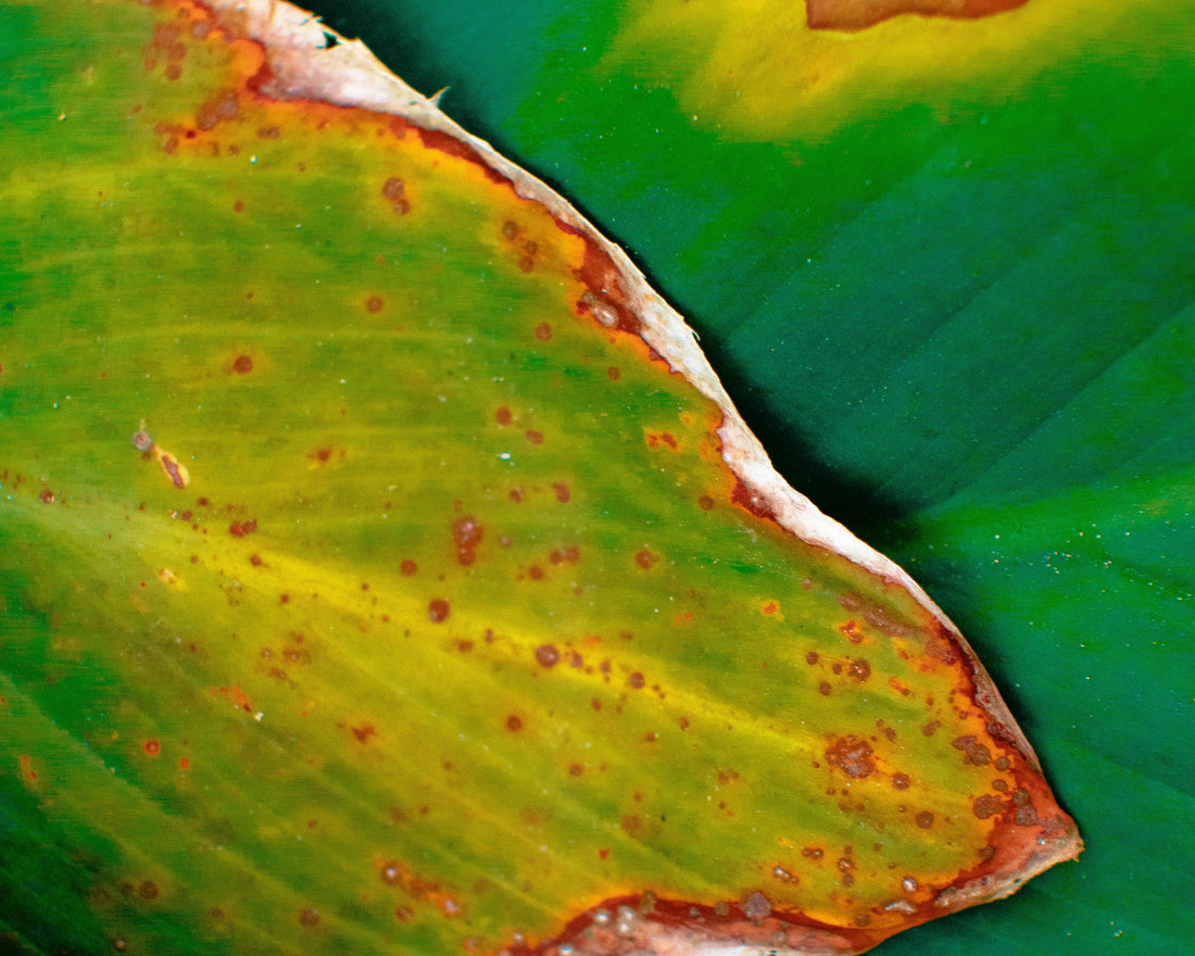 Plant disease
