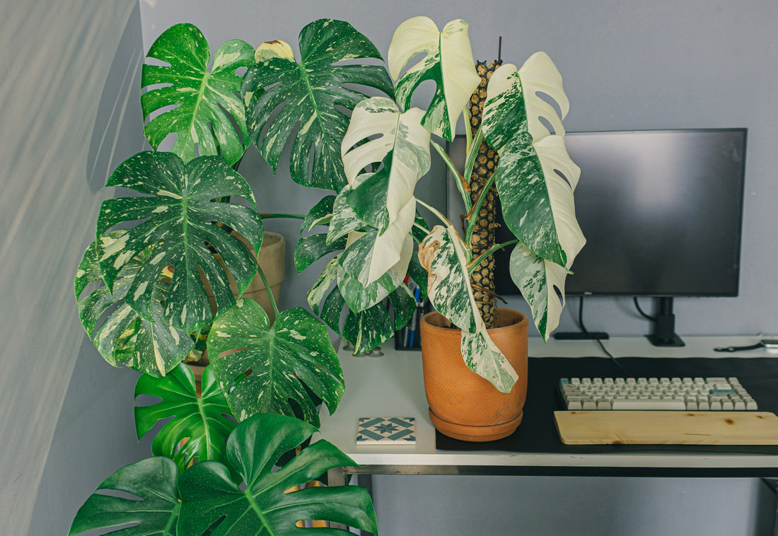 Monstera indoor