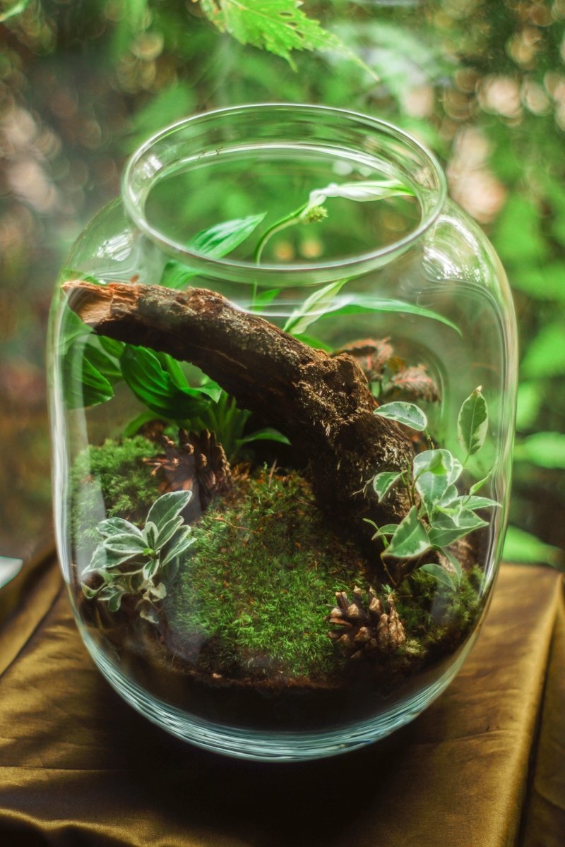 Terrariums, Paludariums, Aquariums, and Vivariums: What's the Difference? - Nusaplant