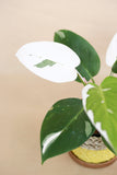 Philodendron white princess