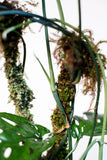 Amydrium medium sp. Sulawesi