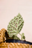 Begonia dracopelta
