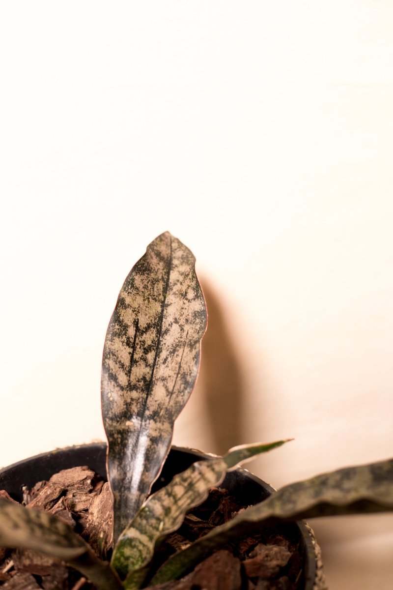 Dracaena pethera "Coppertone"