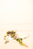 Hoya carnosa "Krimson Queen/Tricolor" variegata