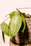 Hoya verticillata var. sp. Jawa