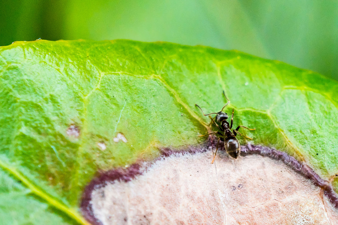 Ants on plants