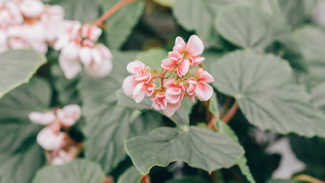 Begonia houseplant