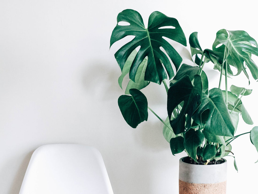 Monstera purifier