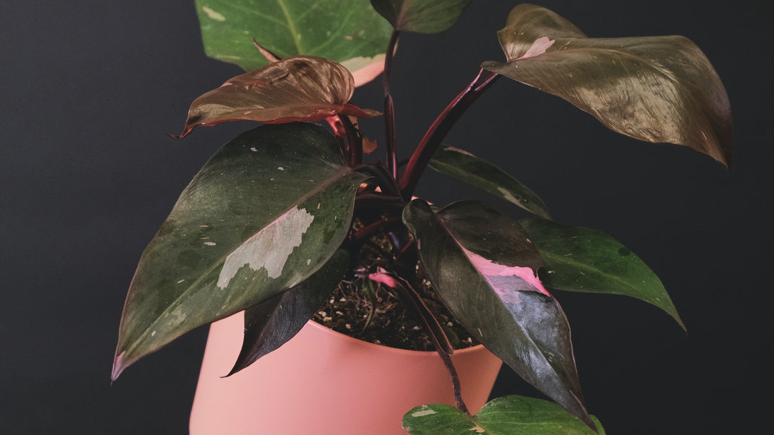 Philodendron pink princess