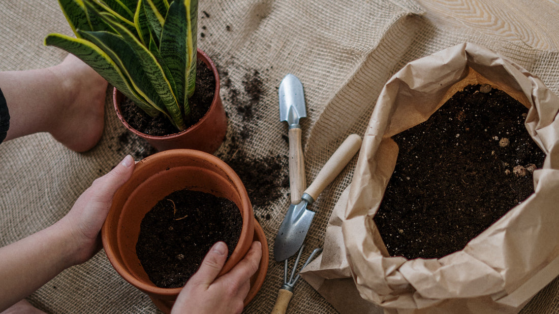 Potting mix vs potting soil