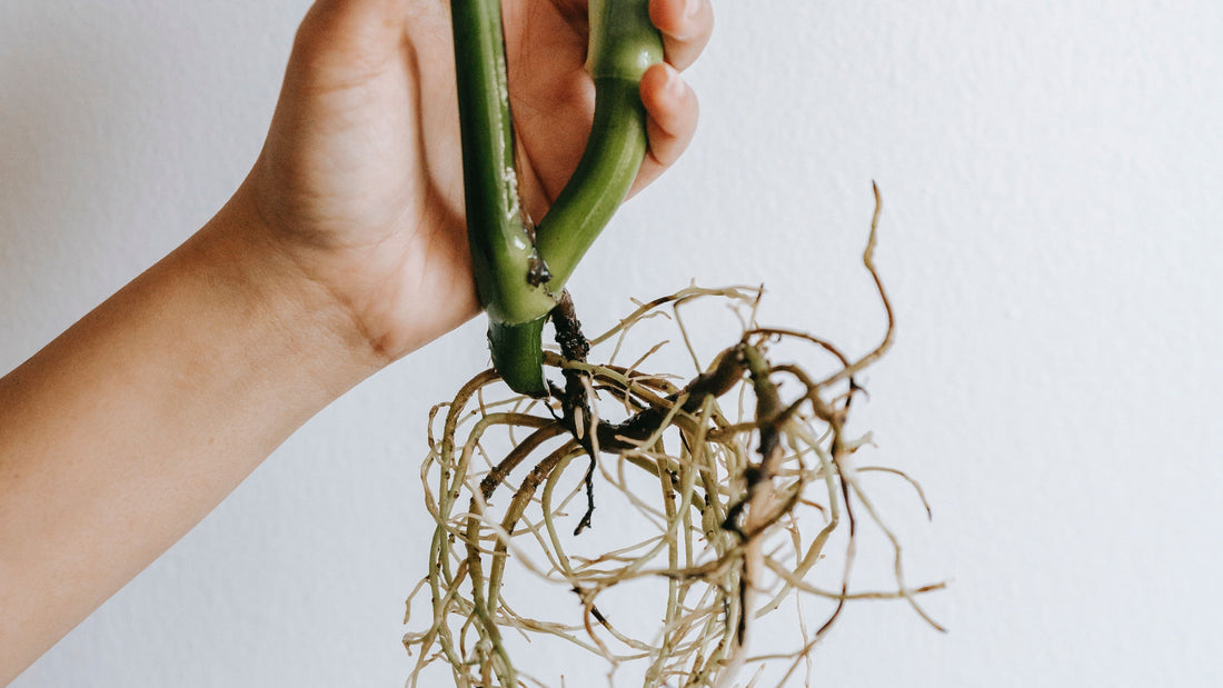 Saving Your Plants from Root Rot: Top 10 Tips and Solutions