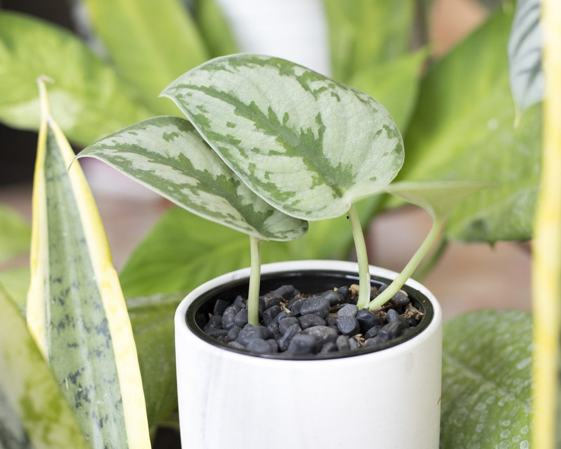 Best Indoor Plants for Home: A Breath of Fresh Air in Your Living Space - Nusaplant
