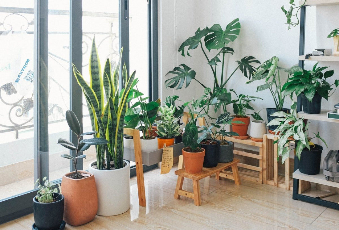 Easiest way growing Indoor plants - Nusaplant
