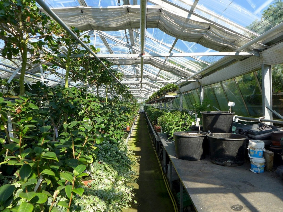 Growing Your Green Thumb: How to Start a Successful Plant Nursery Business - Nusaplant