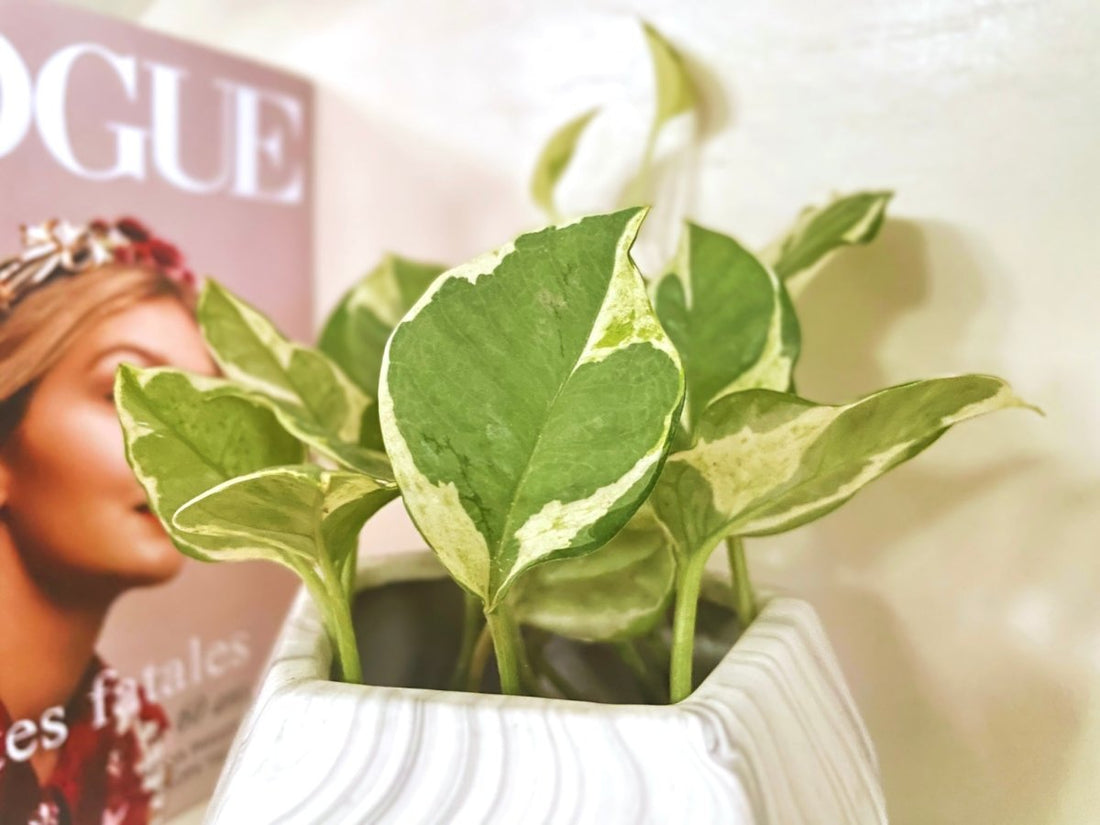 Houseplant Hiccups: Sorting Out the Pothos, Epipremnum, and Scindapsus Misconceptions - Nusaplant