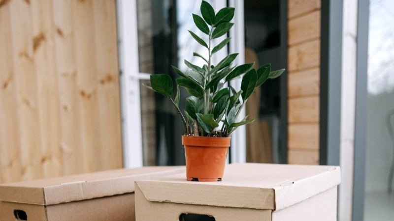 How to Recover Imported Plants After They Have Been Shipped Overseas - Nusaplant