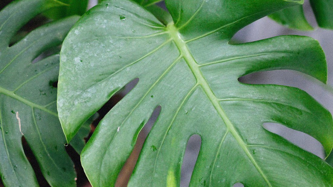 Repotting Your Monstera Deliciosa: When, Why, and How to Give Your Plant a New Home