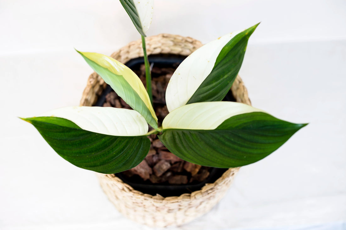 Plant care tips for houseplants in Spring - Nusaplant