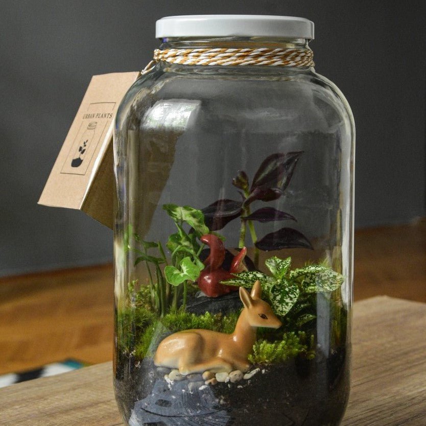 Terrariums: A Miniature Garden for Your Home - Nusaplant