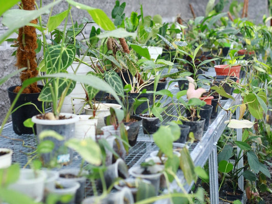 The importance of cultivated plants in the plant trade industry - Nusaplant