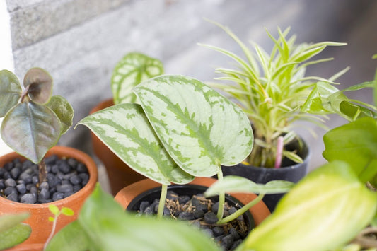 The Ultimate Guide: How to Care for Houseplants Indoors - Nusaplant