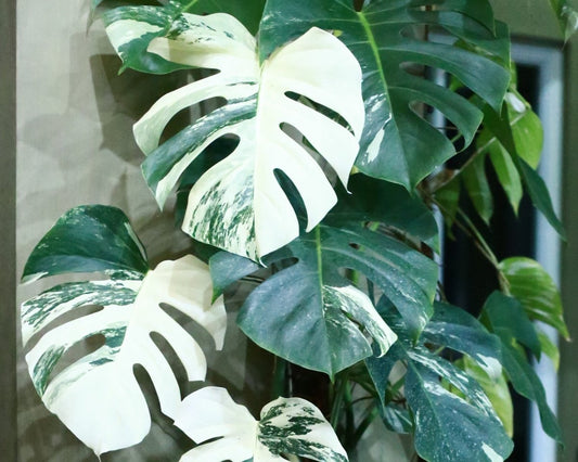 The Wonderful World of Variegated Monstera Plants: A Comprehensive Guide to Care and Beauty - Nusaplant