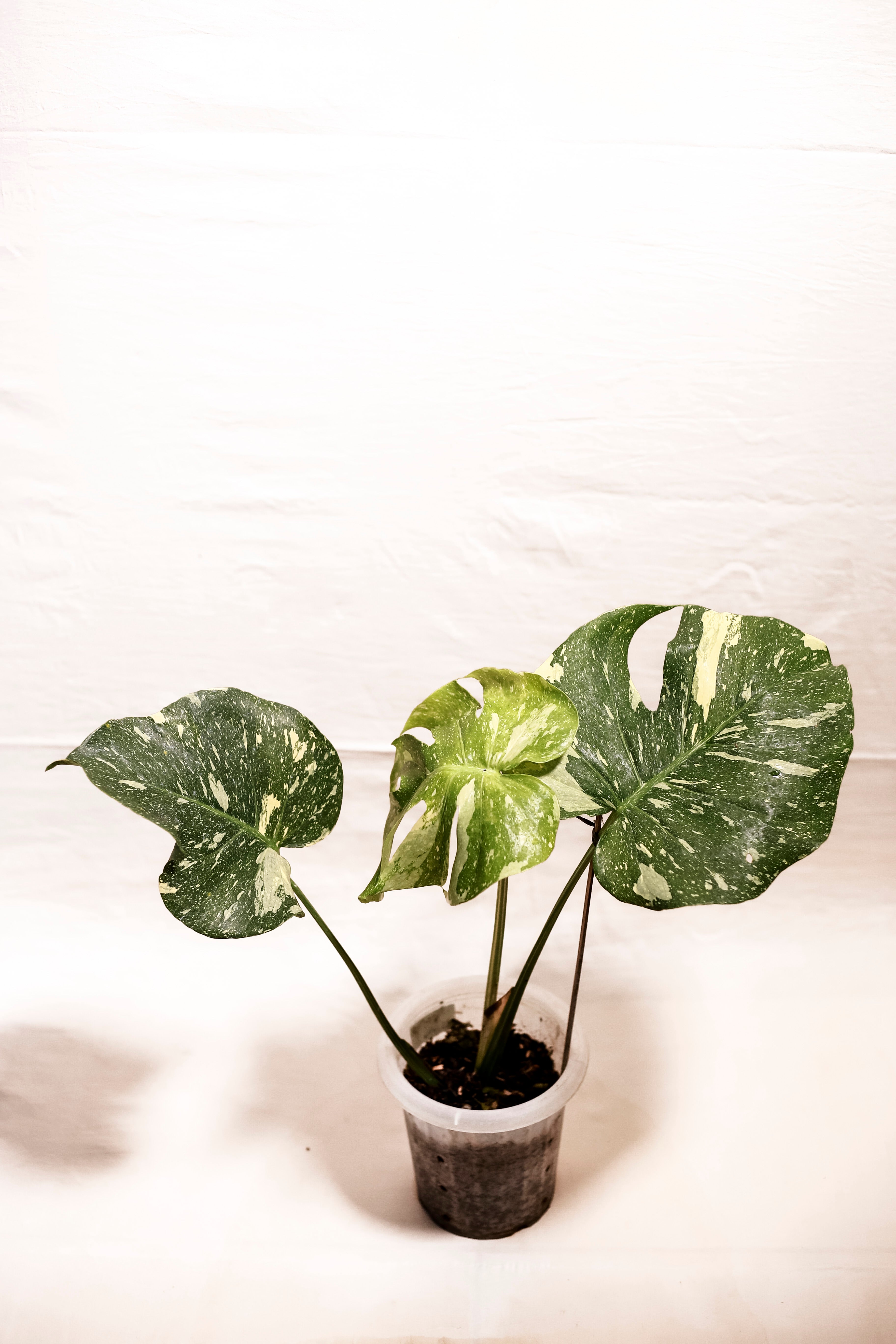  Thai Constellation Monstera - Live Plant in a 4 Inch