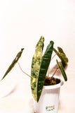 Philodendron billiteae variegata