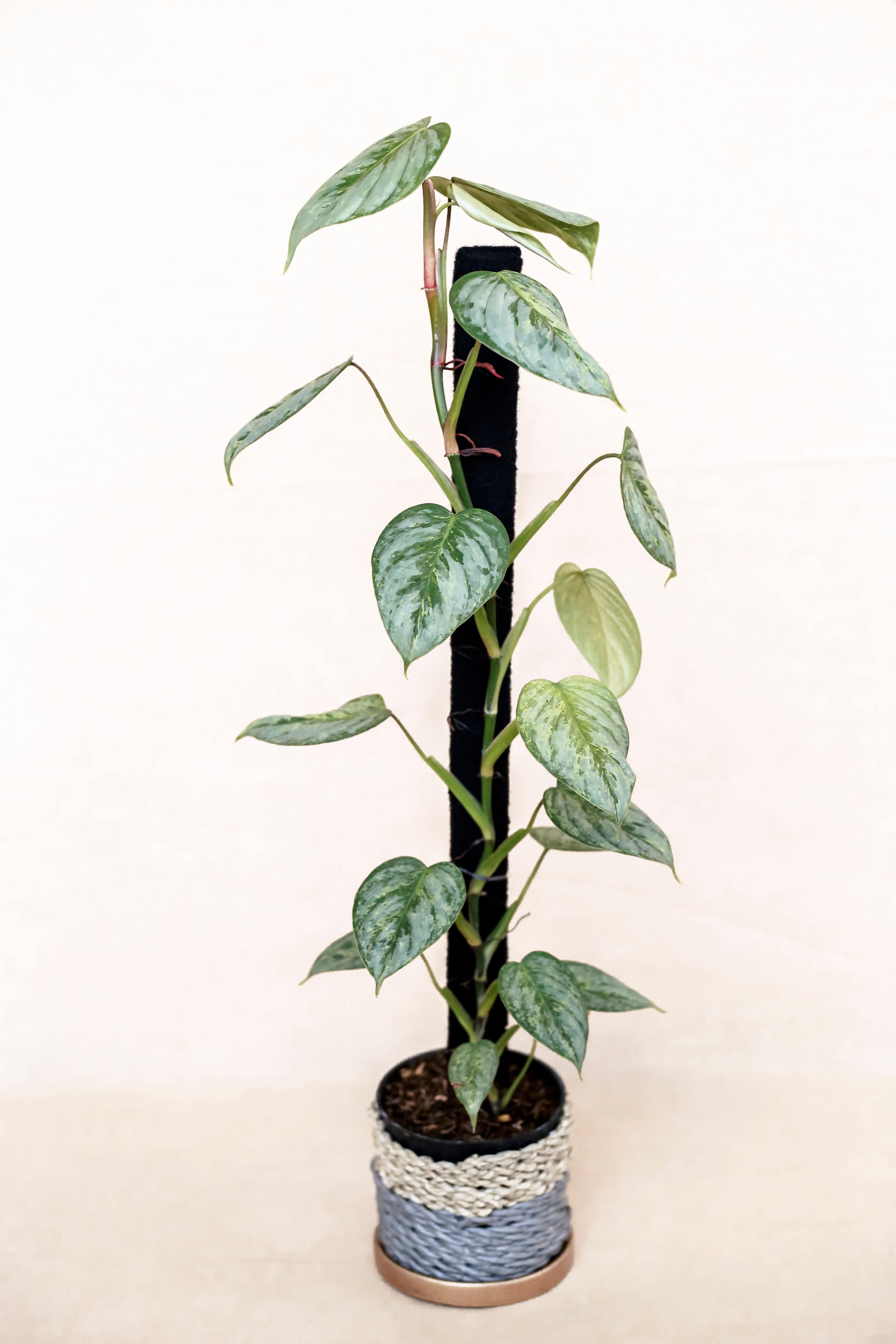 Philodendron sodiroi variegata