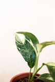 Rhaphidophora puberula variegata