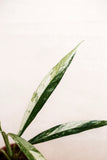 Rhaphidophora megasperma sp. Borneo variegata