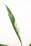 Rhaphidophora megasperma sp. Borneo variegata