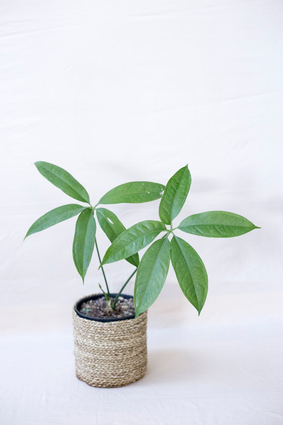 Anthurium penthaphyllum