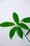 Anthurium penthaphyllum