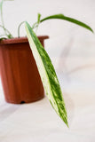 Anthurium vittariifolium variegata
