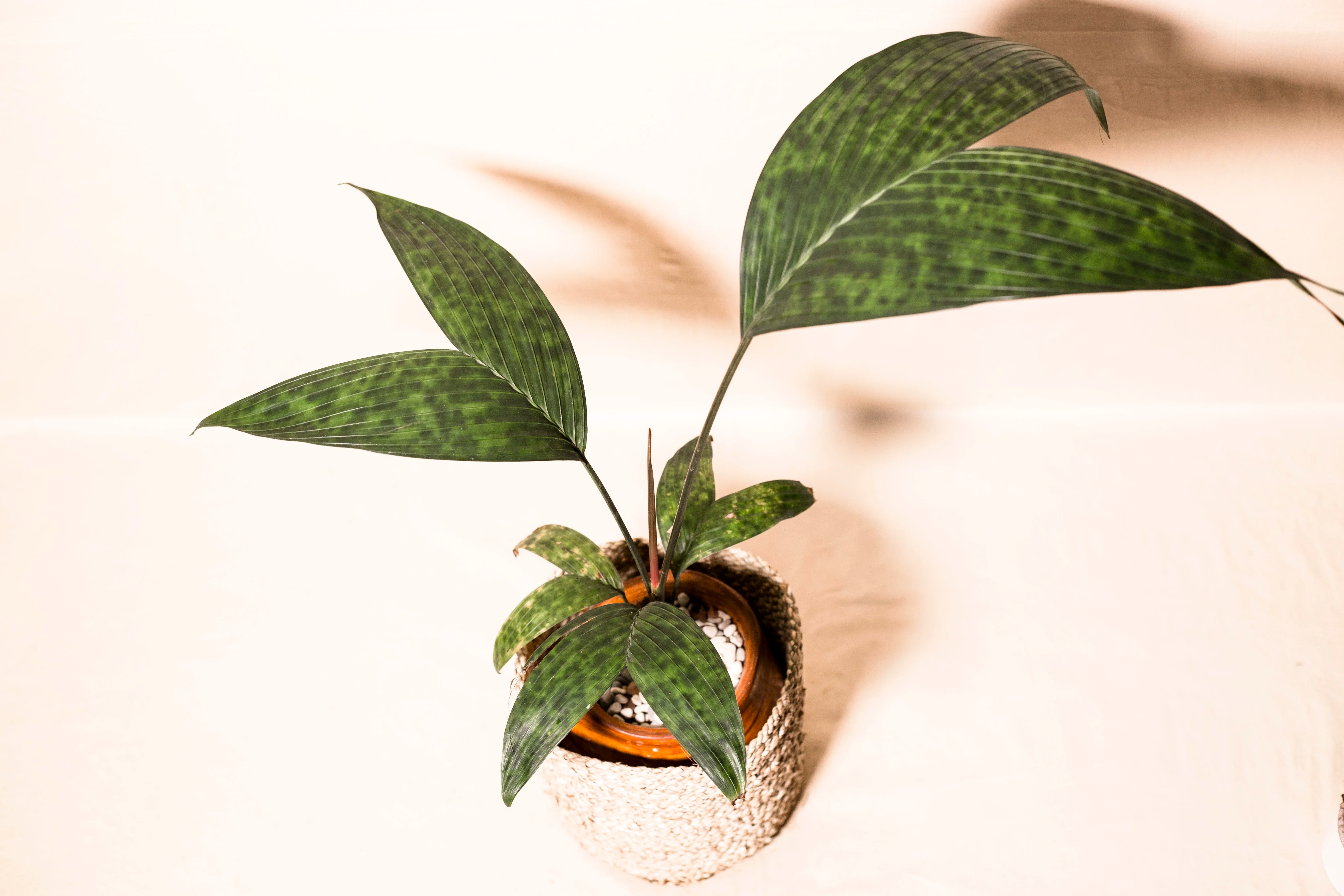 Pinanga crassipes