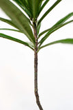 Ardisia sp. Papua type 2