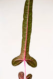 Abelmoschus sp. Papua "Cendrawasih regular form"
