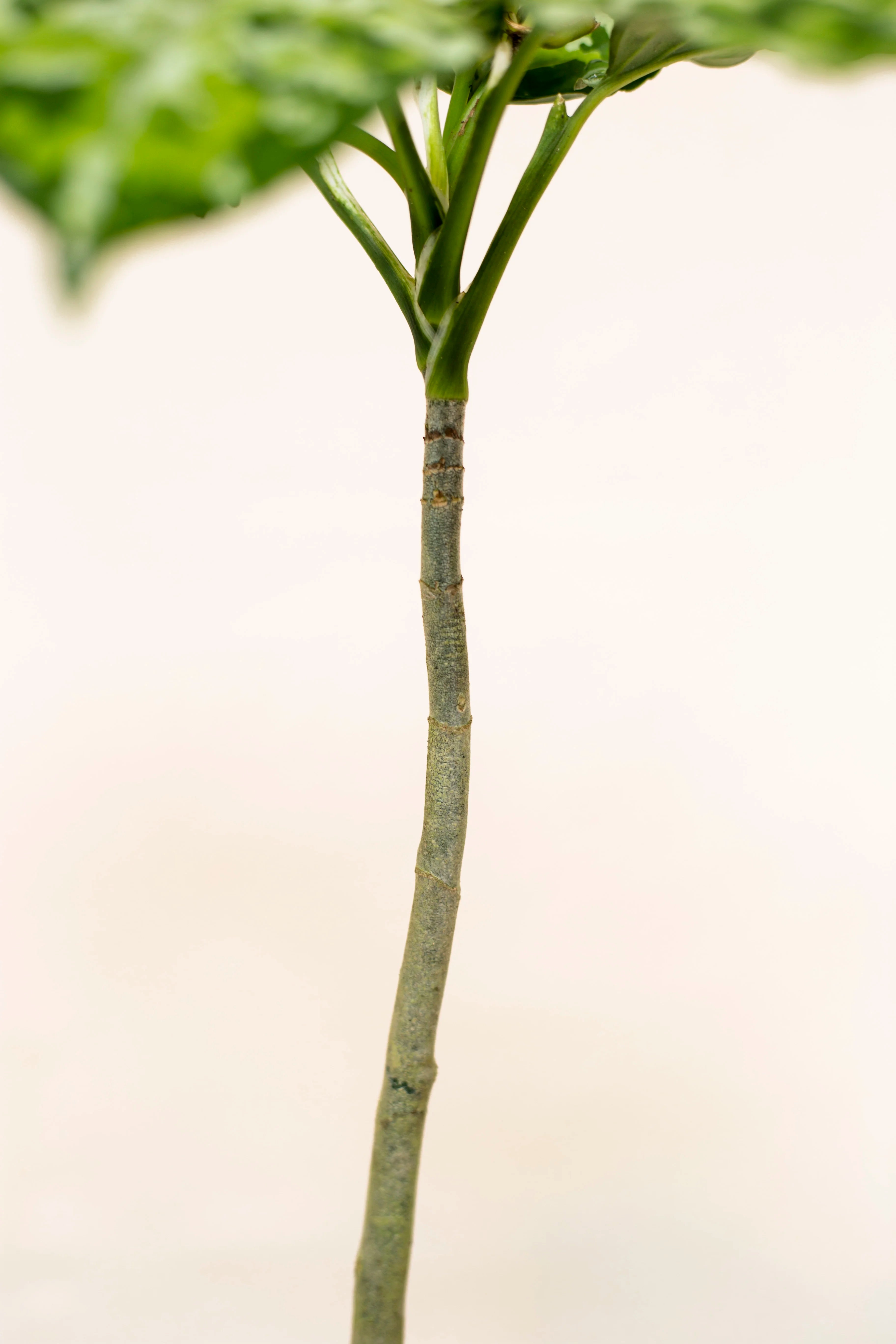 Aglaonema pictum var. 3 color "regular form"