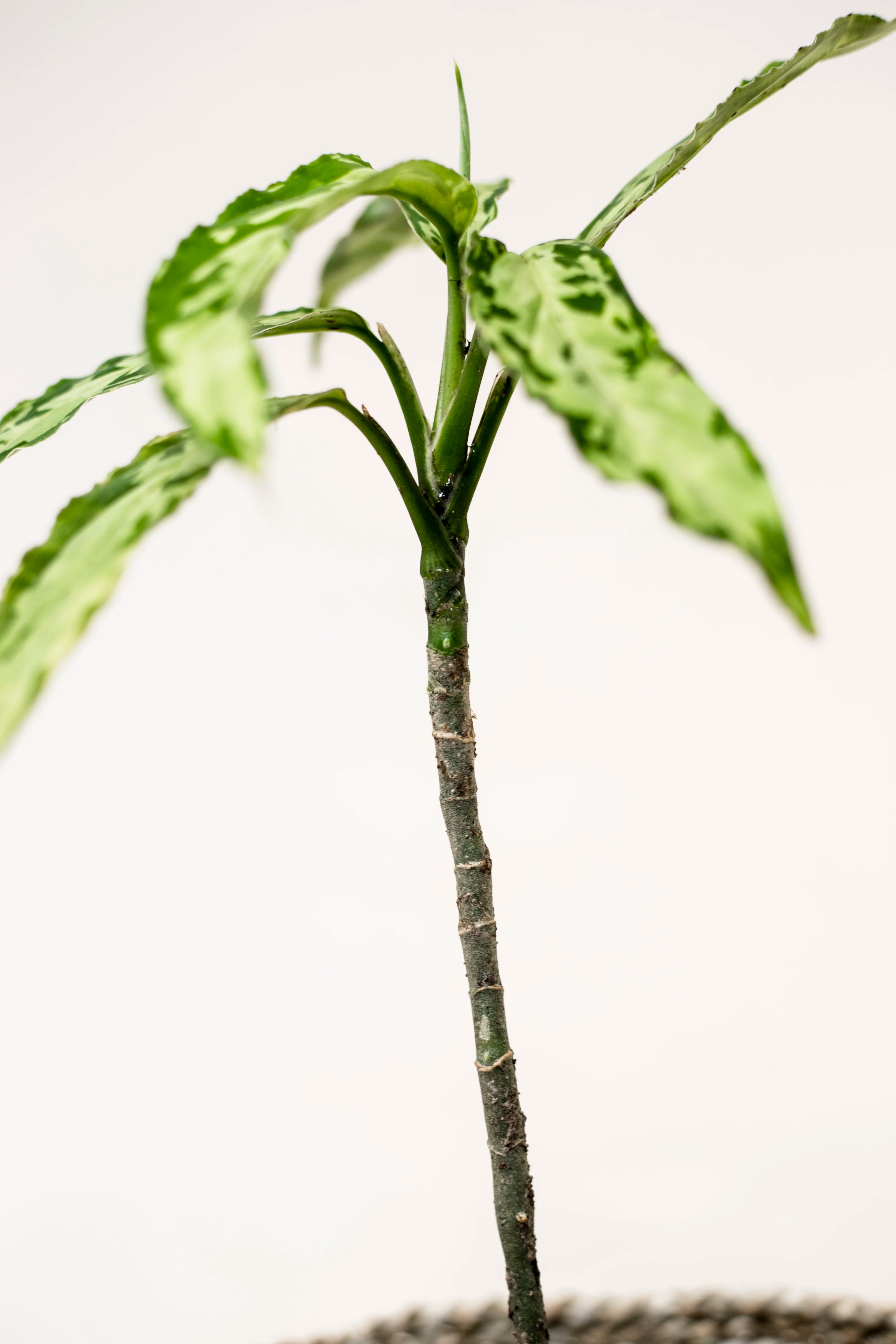 Aglaonema pictum var. bicolor "narrow form"