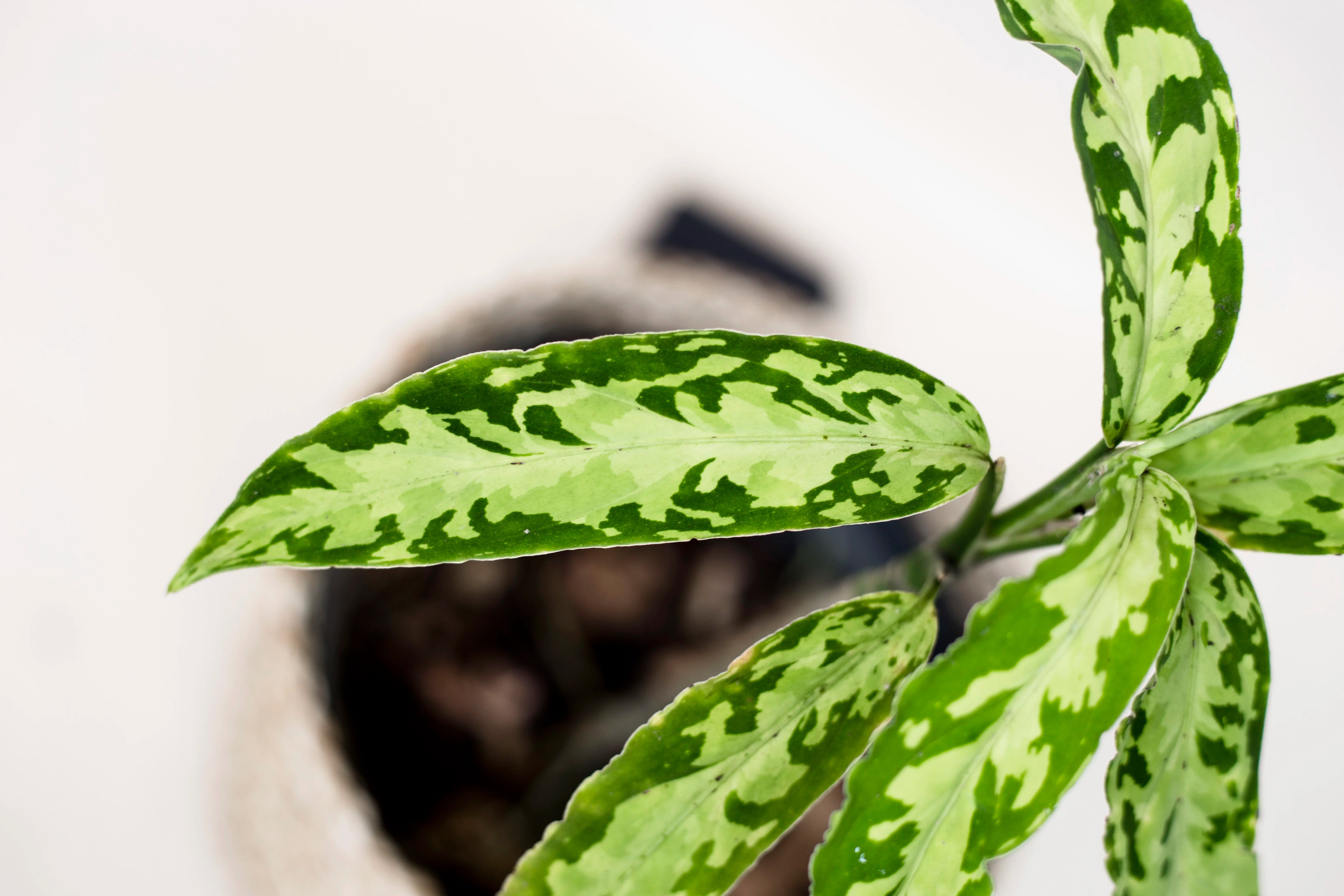 Aglaonema pictum var. bicolor "narrow form"