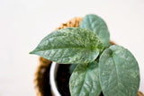Amydrium medium "Silver" variegata