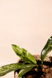 Anthurium hookeri variegata