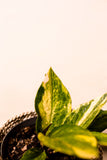 Anthurium jenmanii variegata