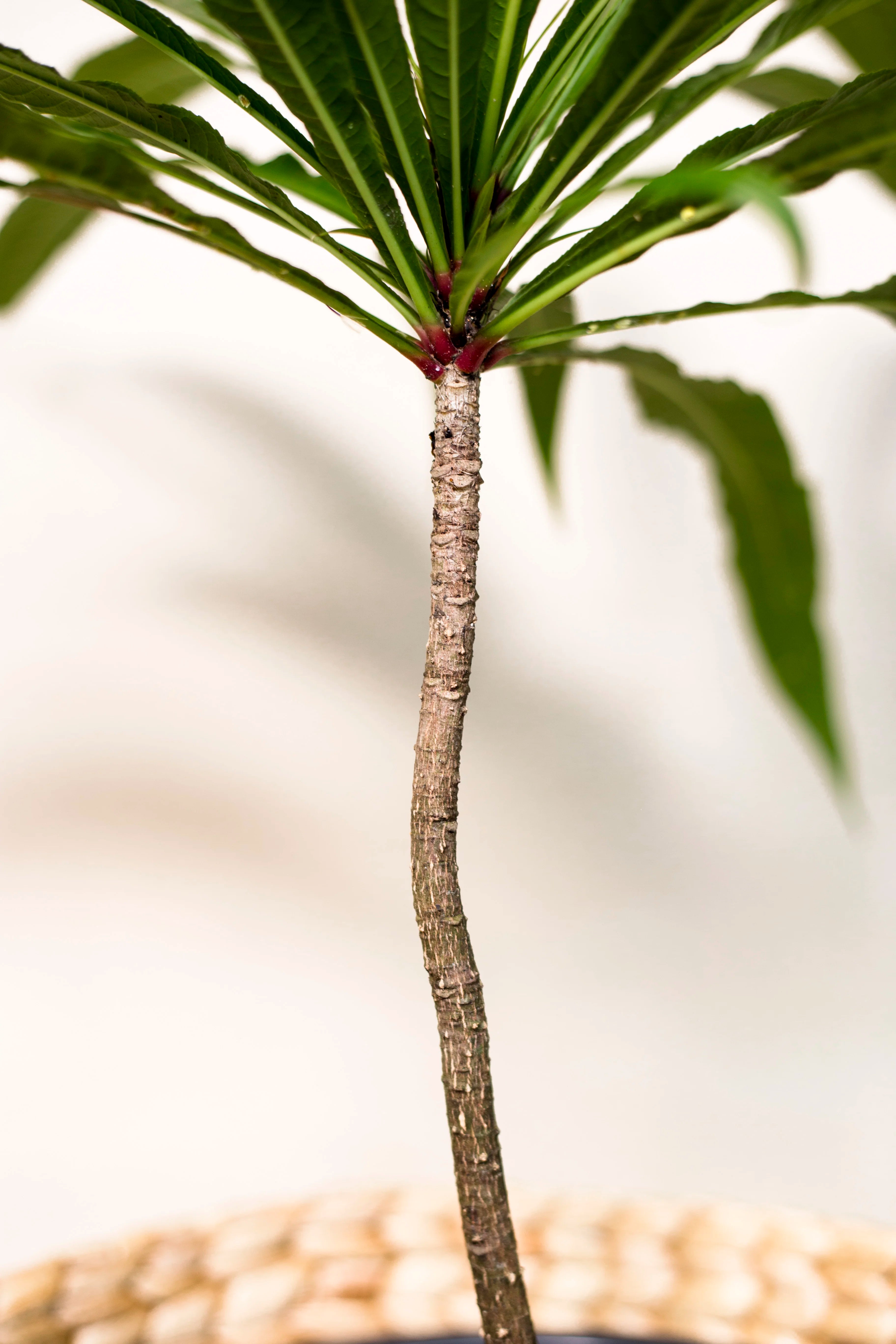 Barringtonia papuana