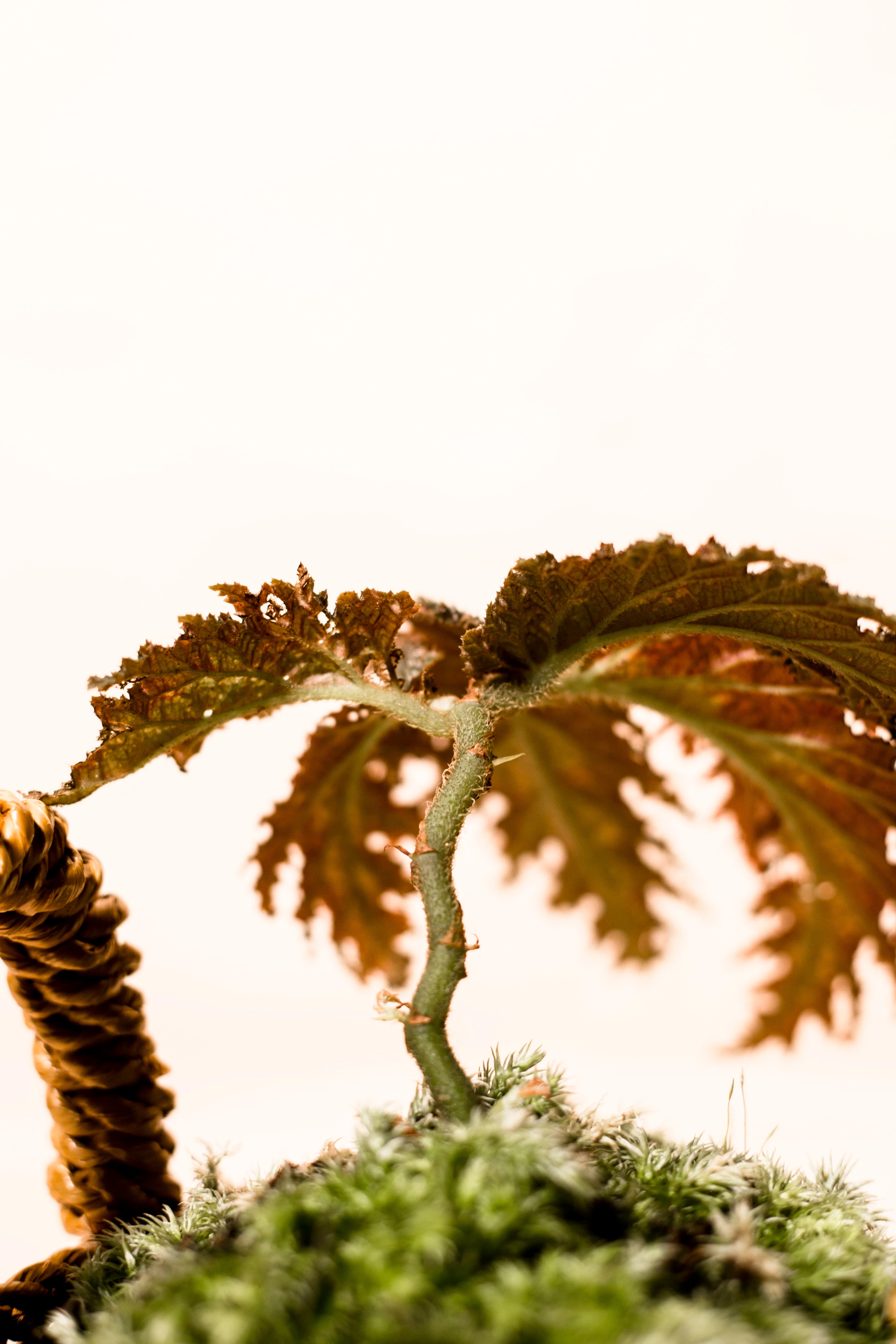 Begonia sp. Papua "Silver"